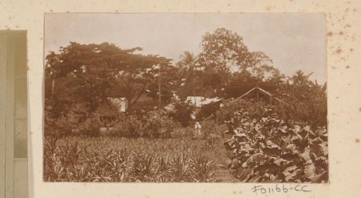 Field with harvest