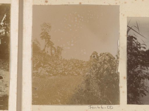 View of a plantation