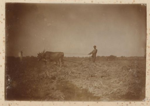Man with an ox ploughing a field