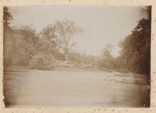 Trees along a river