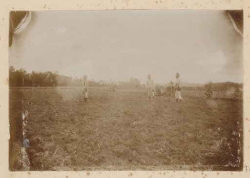 Dutch East Indies, Indonesian men working in the field