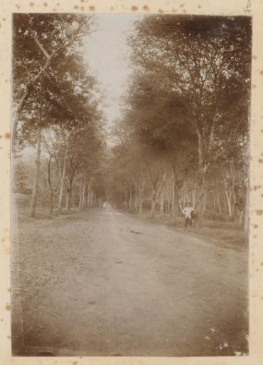 Dutch man along a forest path