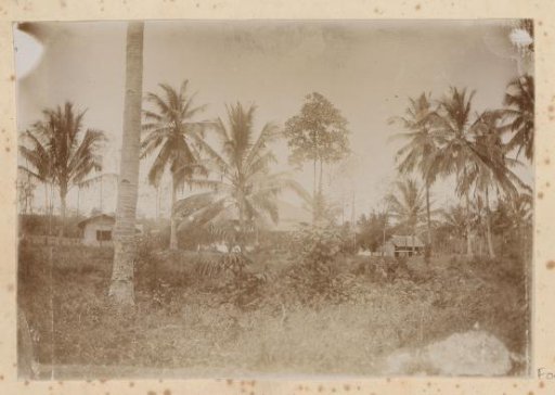 Trees with houses in the background