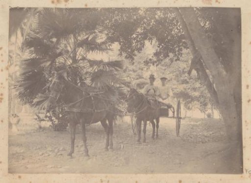 Two Dutch women in a horse-drawn carriage