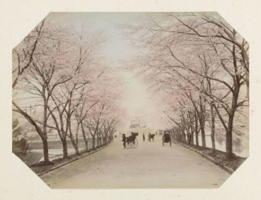 Avenue of blossoming trees in Akasaka near Tokyo