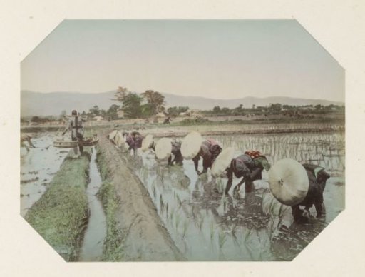 Rice-planting farmers in Japan