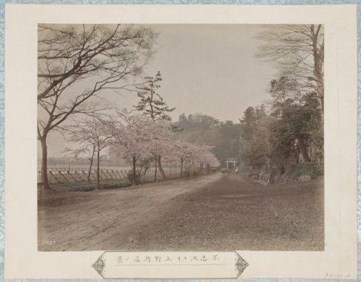 Path from Shinobazu Pond to the gate of Ueno Park in Tokyo