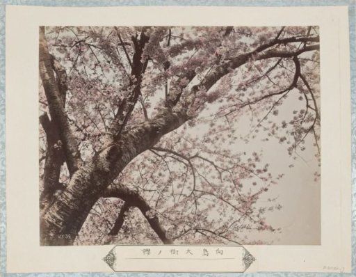 Large cherry blossom tree of Mukaijima in Kyoto
