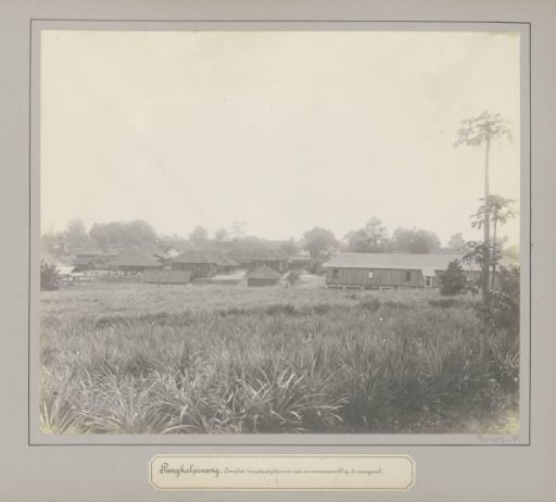 Hospital complex in Pangkalpinang with a pineapple field in the foreground