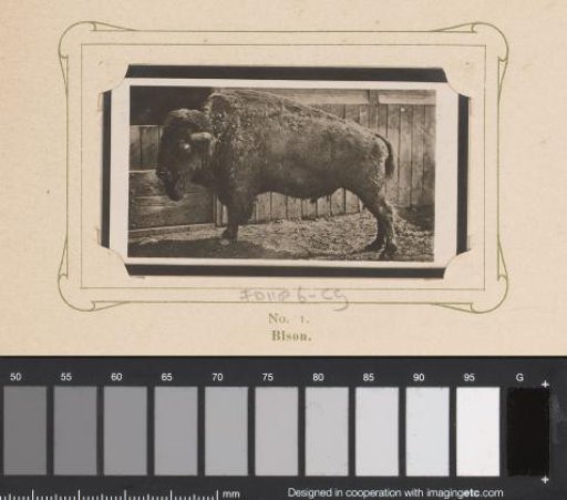 Bison