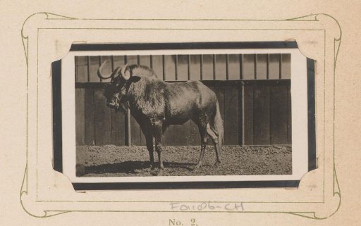 Wildebeest