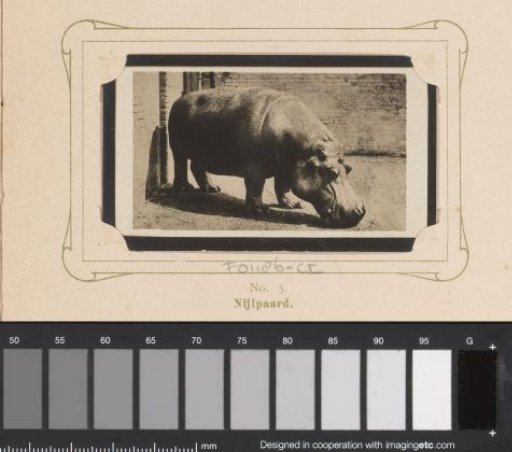 Hippopotamus