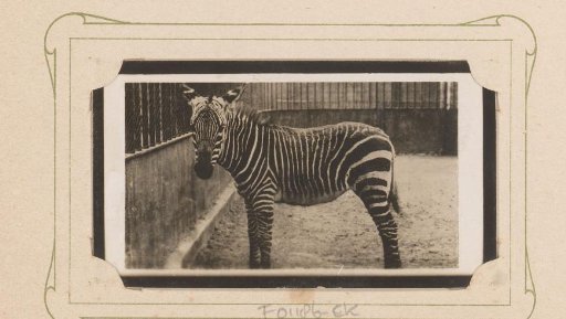 Zebra