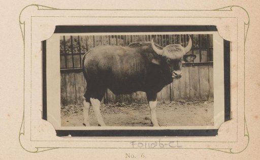 Gaur