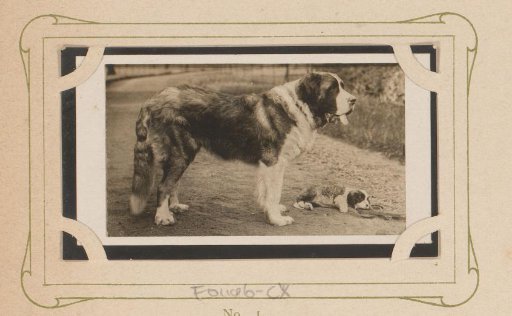 Saint Bernard with pup