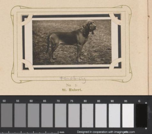 Bloodhound or Saint Hubert's dog