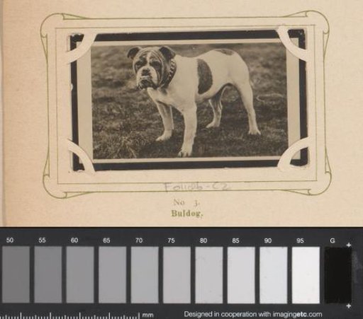 Bulldog