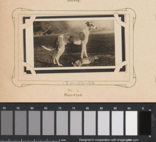 Greyhound at prey