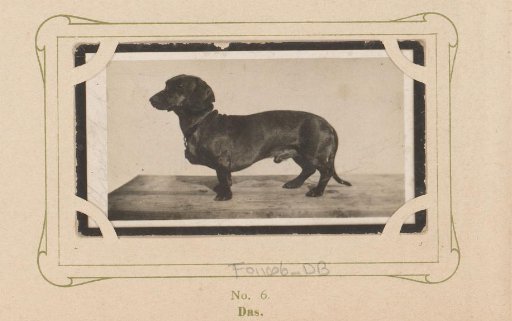 Dachshund