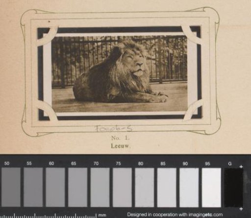 Recumbent Lion