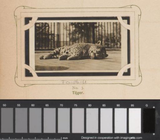 Recumbent Tiger