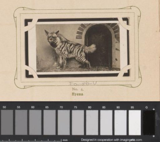 Standing Hyena