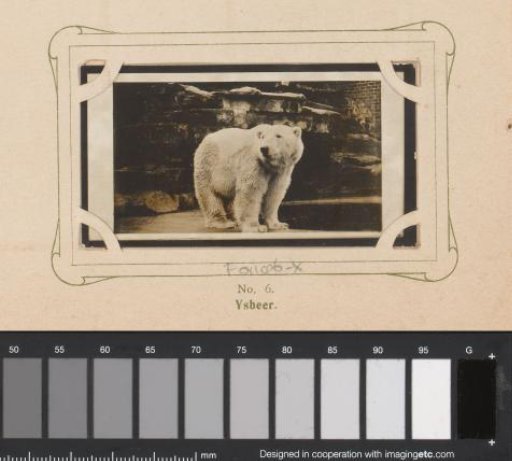 Standing Polar Bear
