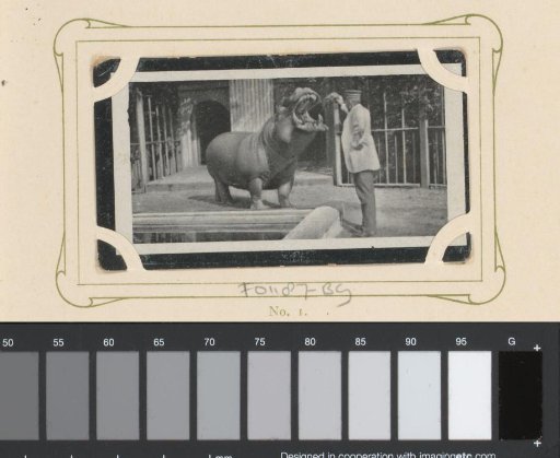 Man leading a hippopotamus