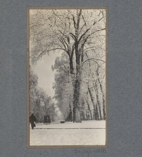Tree-lined avenue with snow