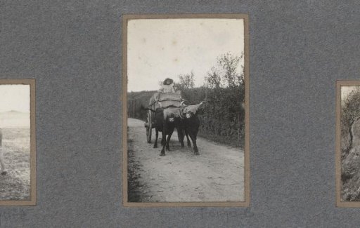 Ox cart on a country road
