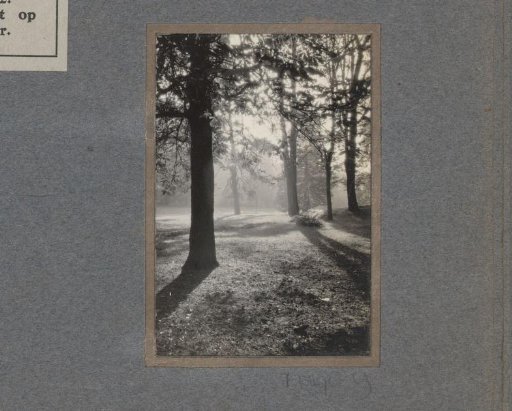 Forest view with mist