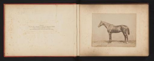Photographic Reproduction of a Drawing of a Horse by H. Schnaebeli