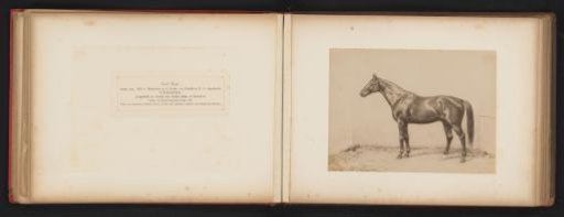 Photographic Reproduction of a Drawing of a Horse, Named Good Hope, by H. Schnaebeli