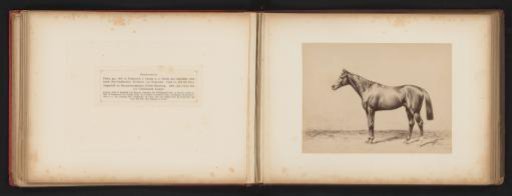 Photographic Reproduction of a Drawing of a Horse, Named Gouverneur, by H. Schnaebeli