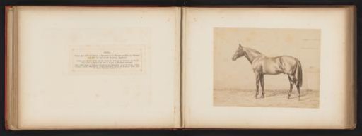 Photographic Reproduction of a Drawing of a Horse, Named Kisber, by H. Schnaebeli
