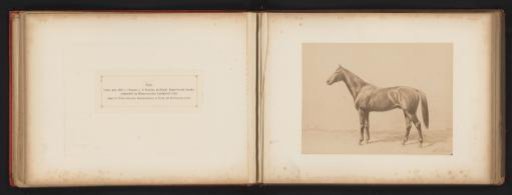 Photographic Reproduction of a Drawing of a Horse, Named Peter, by H. Schnaebeli