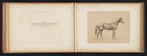 Photographic Reproduction of a Drawing of a Horse, Named Potrimpos, by H. Schnaebeli