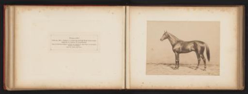 Photographic Reproduction of a Drawing of a Horse, Named Pumpernickel, by H. Schnaebeli