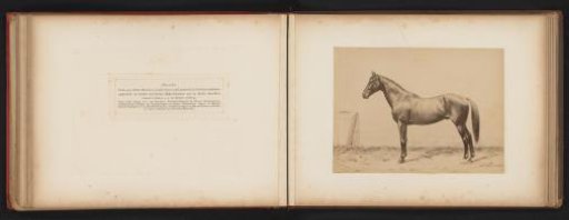 Photographic Reproduction of a Drawing of a Horse, Named Recorder, by H. Schnaebeli