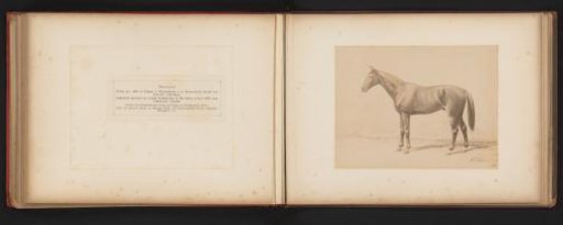 Photographic reproduction of a drawing of a horse named Stronzian by H. Schnaebeli