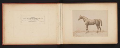 Photographic Reproduction of a Drawing of a Horse, Named Botschafter I, by H. Schnaebeli