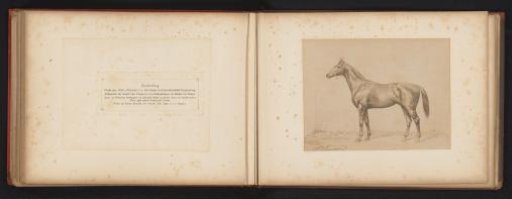 Photographic reproduction of a drawing of a horse named Trachenberg by H. Schnaebeli