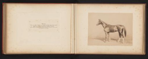 Photographic reproduction of a drawing of a horse named Walvater by H. Schnaebeli