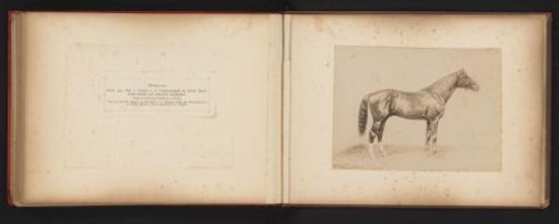 Photographic reproduction of a drawing of a horse named Weltmann by H. Schnaebeli