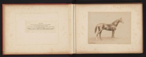 Photographic Reproduction of a Drawing of a Horse, Named Charmant, by H. Schnaebeli