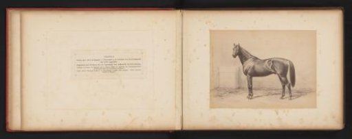 Photographic Reproduction of a Drawing of a Horse, Named Charibert, by H. Schnaebeli