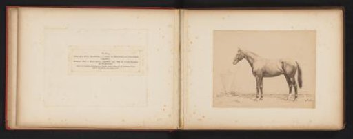 Photographic Reproduction of a Drawing of a Horse, Named Charibert, by H. Schnaebeli