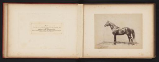 Photographic Reproduction of a Drawing of a Horse, Named Dandin, by H. Schnaebeli