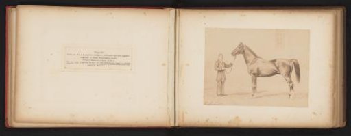 Photographic Reproduction of a Drawing of a Horse, Named Flageolet, with a Man, by H. Schnaebeli