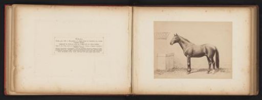 Photographic Reproduction of a Drawing of a Horse, Named Flibustier, by H. Schnaebeli